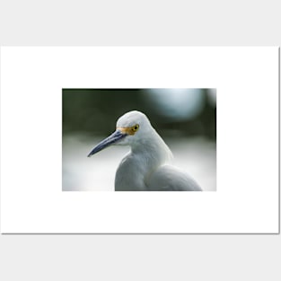 Snowy Egret Posters and Art